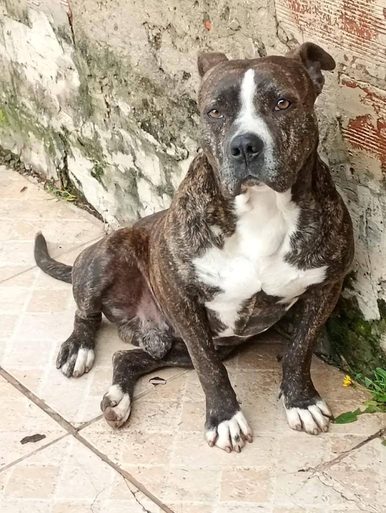 Tigrinho, cachorro de porte médio para adoção em Farroupilha - RS