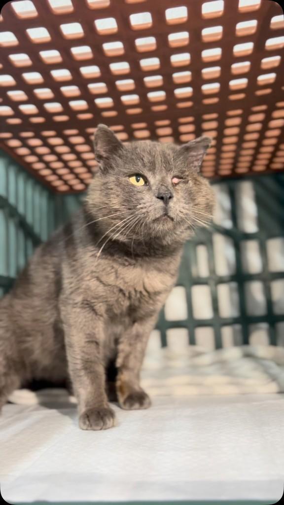 Fabrício, gato de porte médio para adoção em Farroupilha - RS