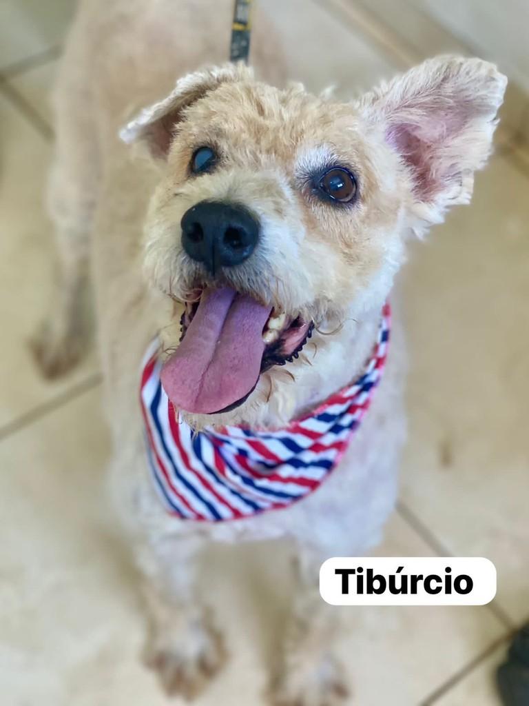 Tibúrcio, cachorro de porte pequeno para adoção em Farroupilha - RS