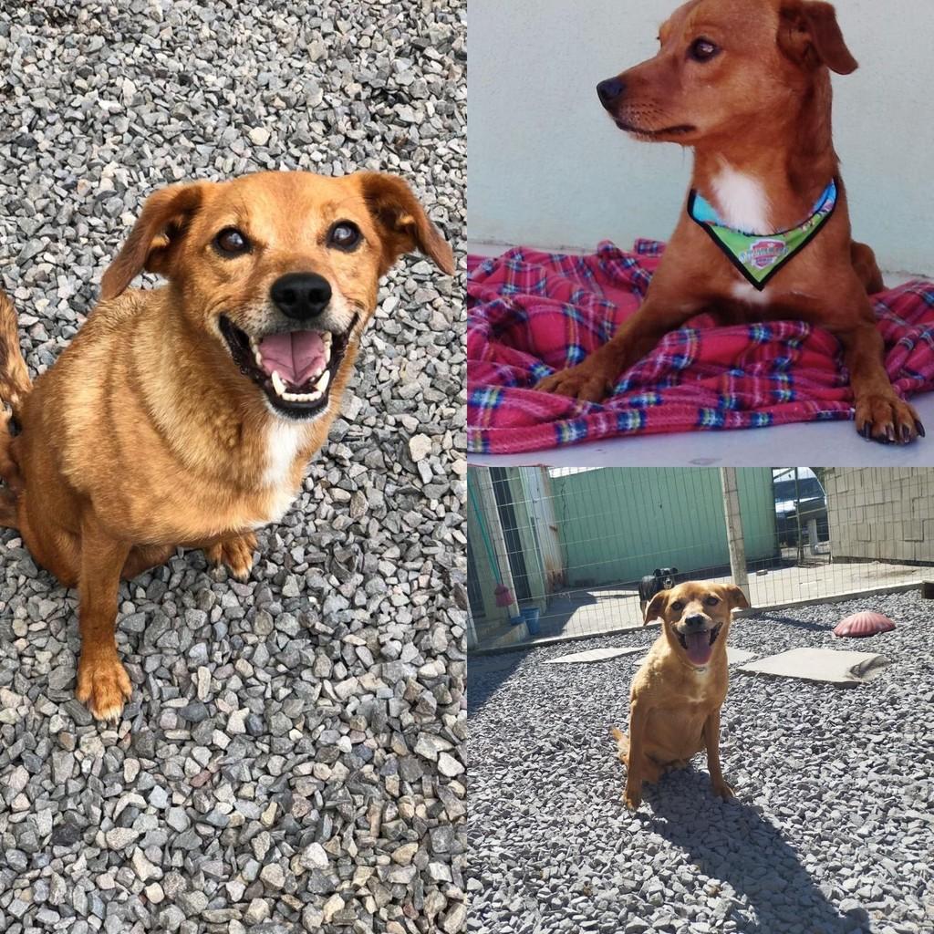 Miguel, cachorro de porte pequeno para adoção em Farroupilha - RS