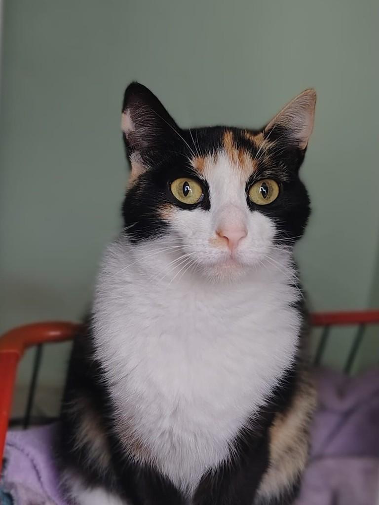 Beth, gata de porte médio para adoção em Farroupilha - RS