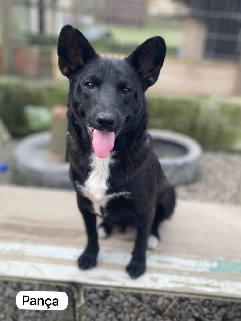 Pança, cachorro de porte pequeno para adoção em Farroupilha - RS