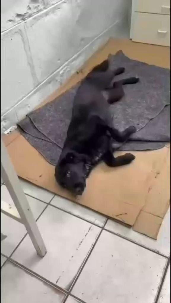 Luna, cadela de porte grande para adoção em Farroupilha - RS