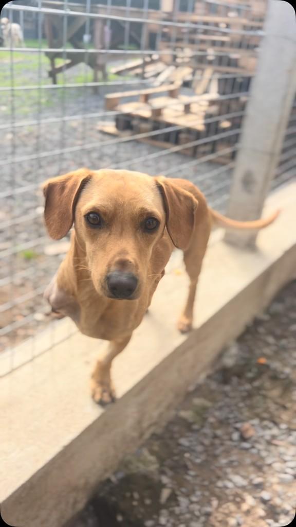 Theo, cachorro de porte pequeno para adoção em Farroupilha - RS
