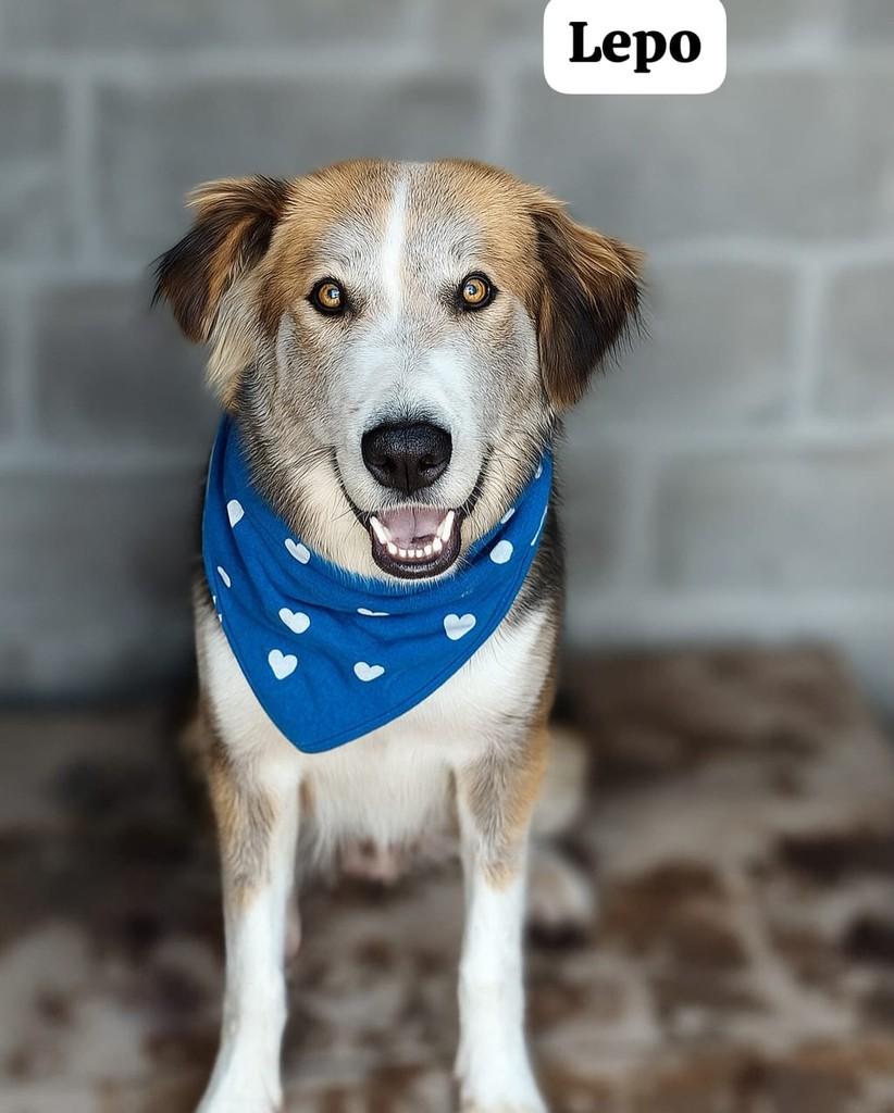 Lepo, cachorro de porte grande para adoção em Farroupilha - RS