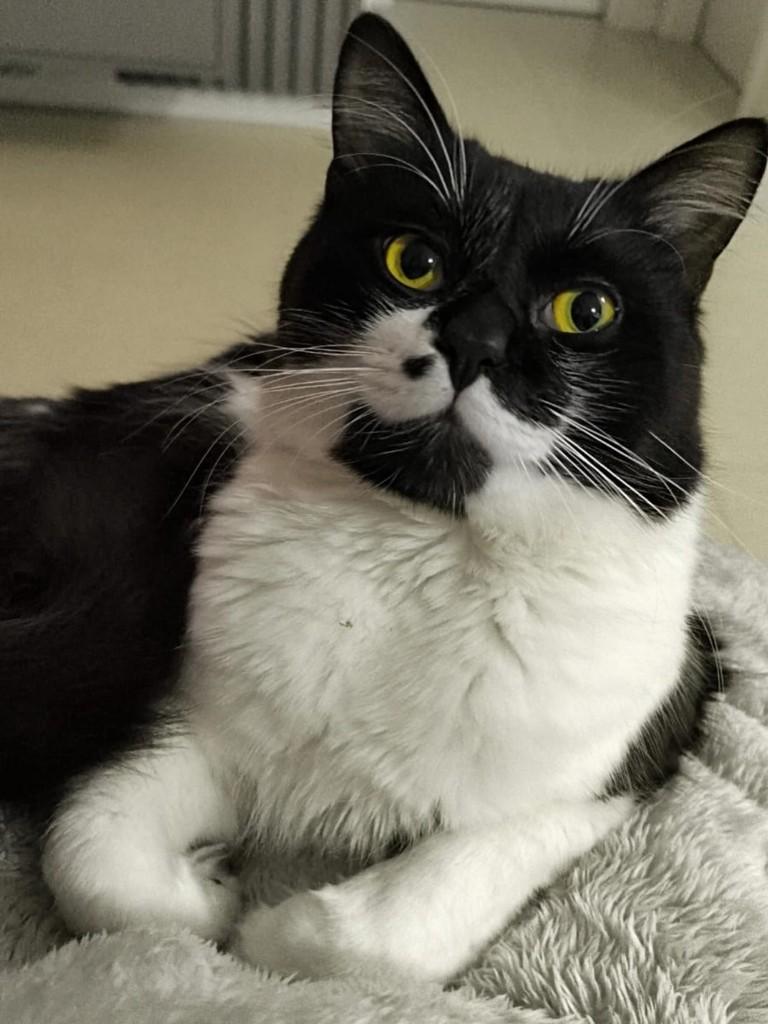 Barth, gato de porte médio para adoção em Farroupilha - RS
