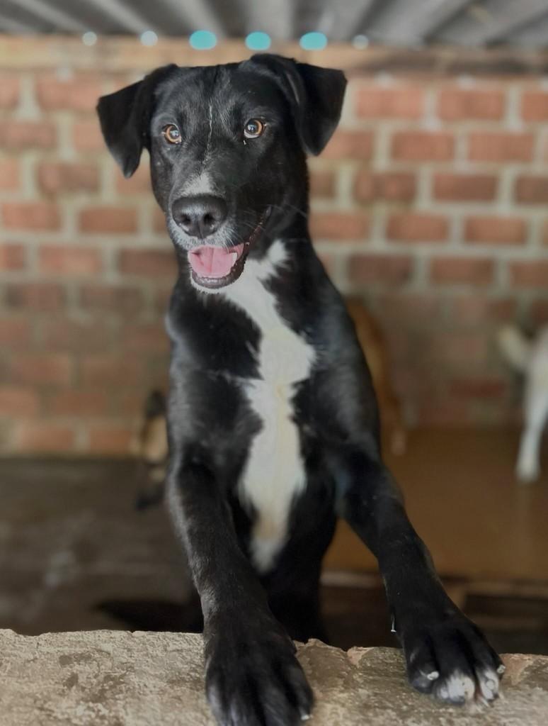 Senna, cachorro de porte grande para adoção em Farroupilha - RS
