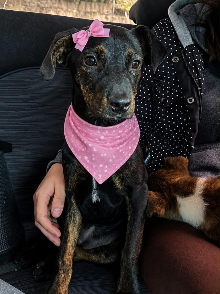 Pequena, cachorro de porte médio para adoção em Farroupilha - RS