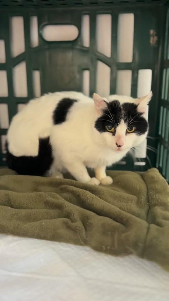 Peruca, gato de porte médio para adoção em Farroupilha - RS