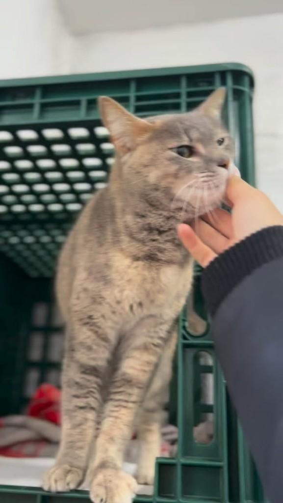 Amora, gata de porte médio para adoção em Farroupilha - RS