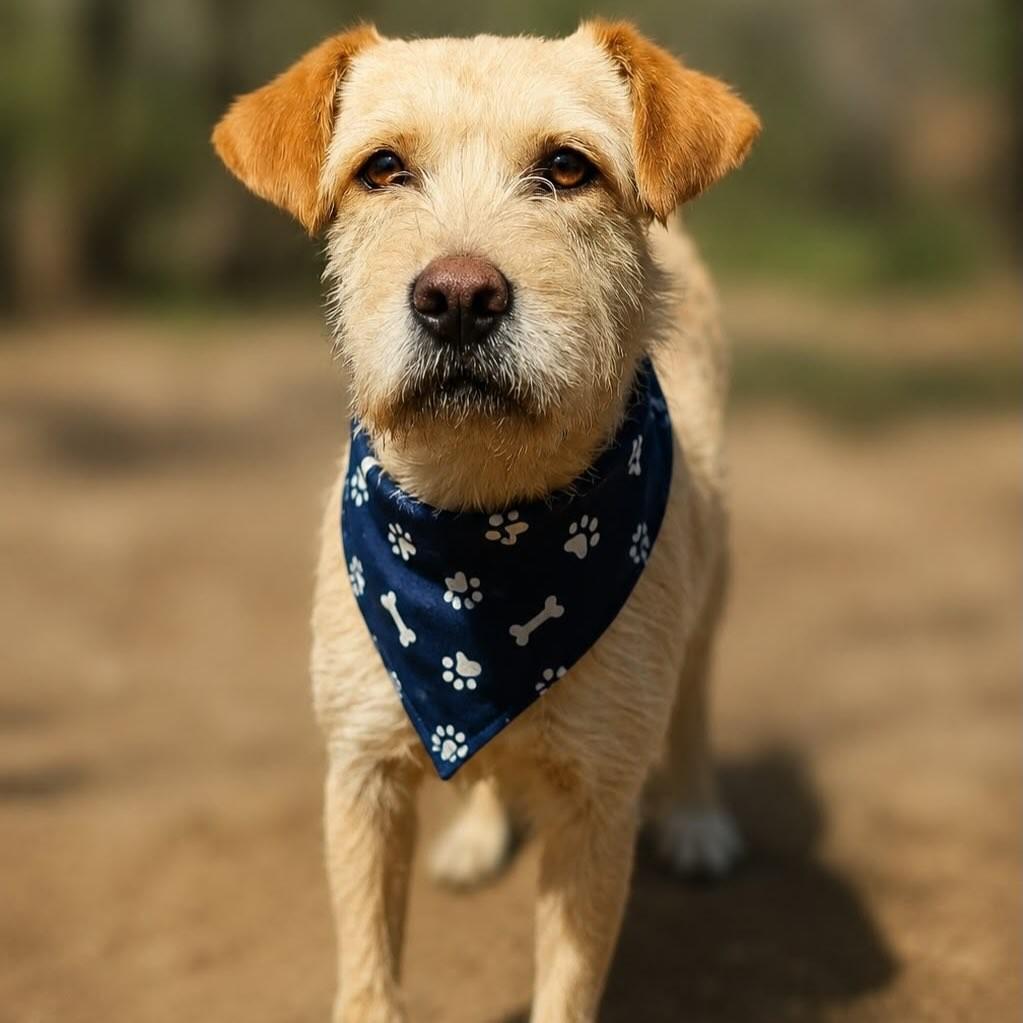 Otávio, cachorro de porte médio para adoção em Farroupilha - RS