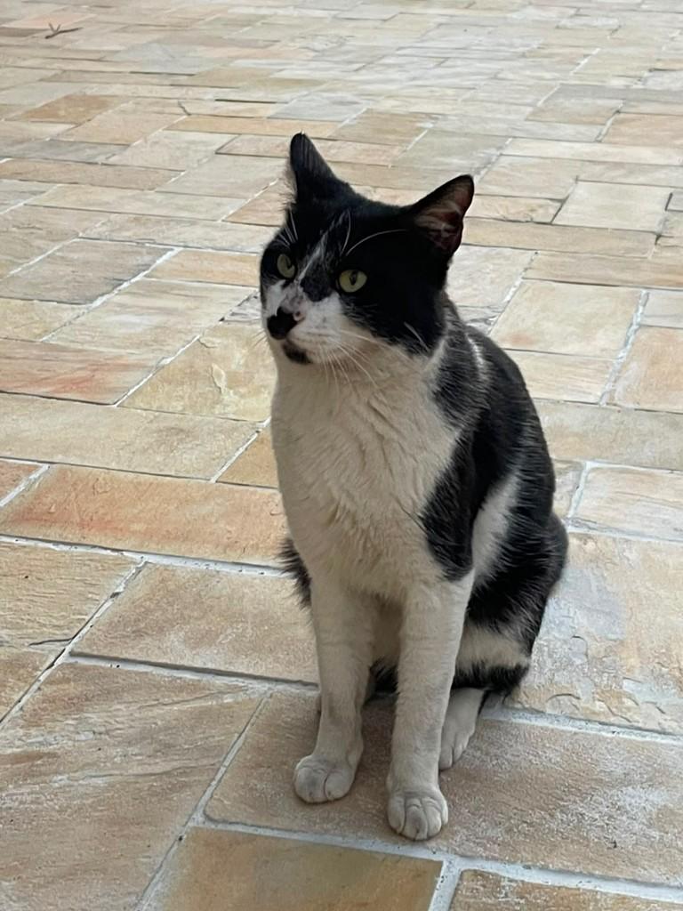 Frajola, gato de porte médio para adoção em Farroupilha - RS