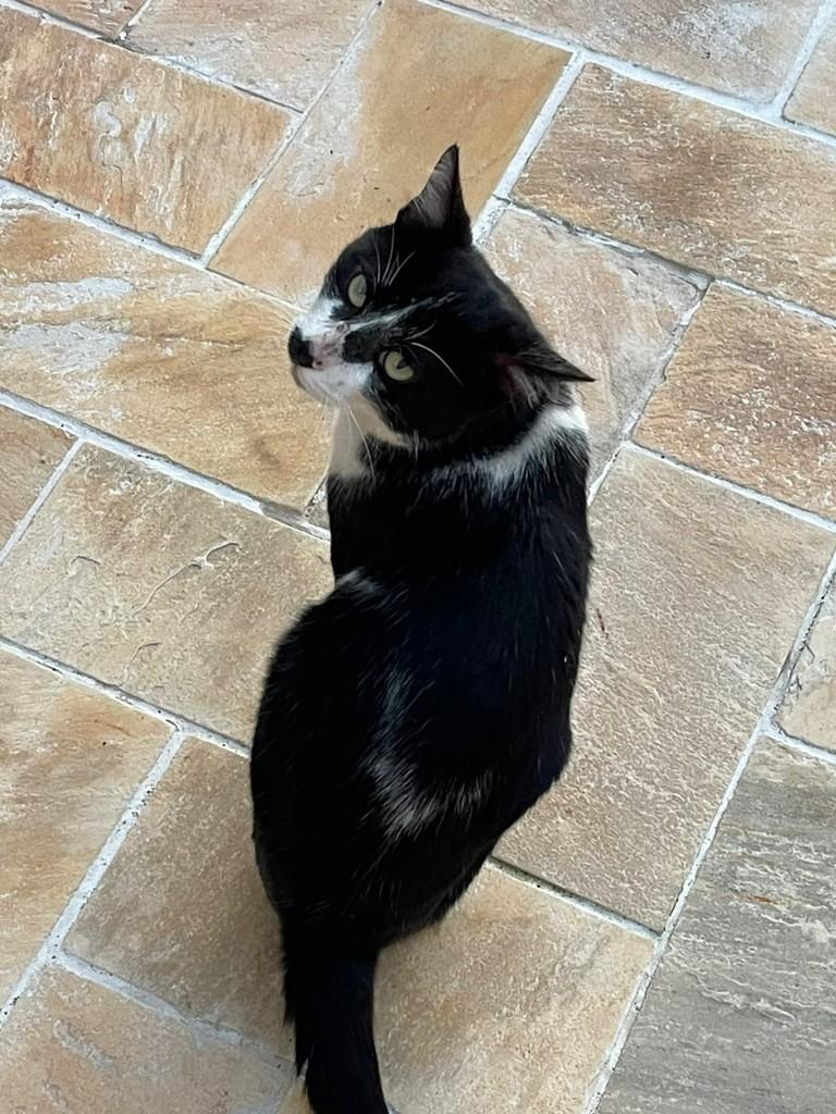 Frajola, gato de porte médio para adoção em Farroupilha - RS — foto 2 de 3