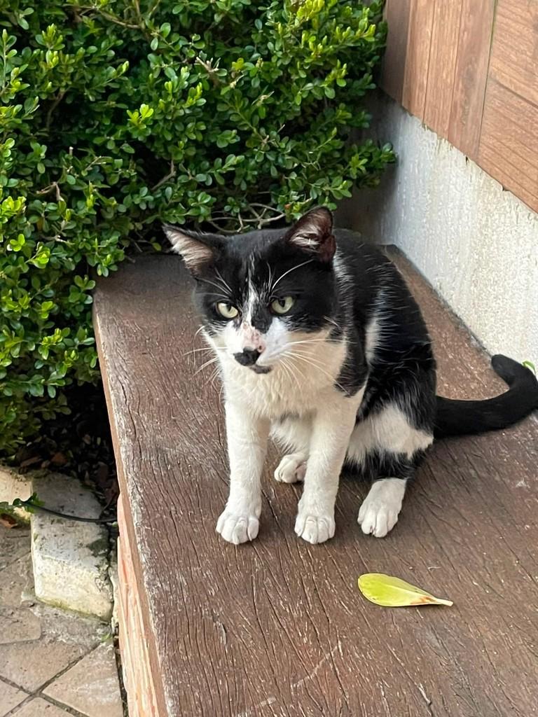 Frajola, gato de porte médio para adoção em Farroupilha - RS — foto 3 de 3