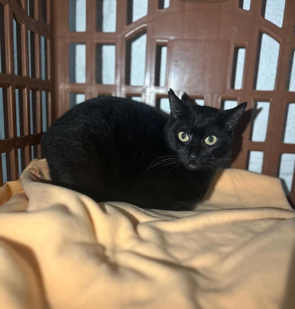 Brian, gato de porte pequeno para adoção em Farroupilha - RS