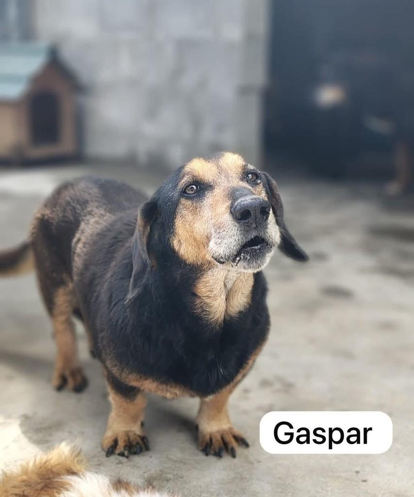 Gaspar, cachorro de porte pequeno para adoção em Farroupilha - RS