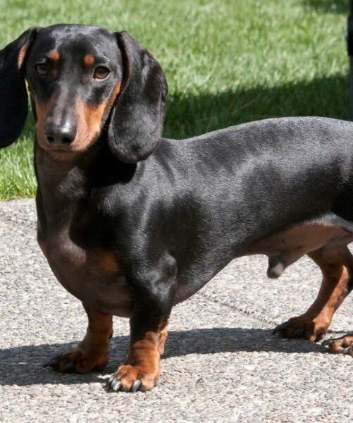 Gaspar, cachorro de porte pequeno para adoção em Farroupilha - RS — foto 2 de 2