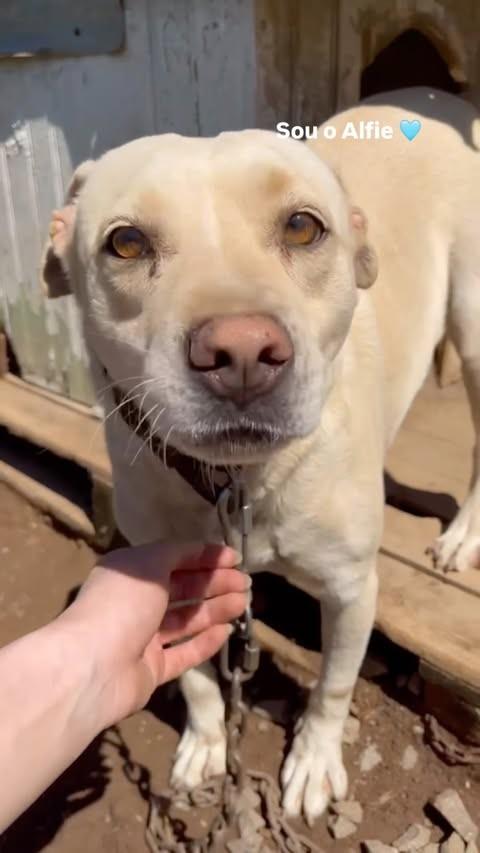 Alfie, cachorro de porte médio para adoção em Farroupilha - RS