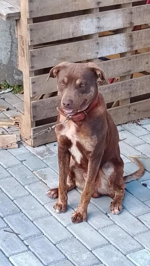 Thor, cachorro de porte médio para adoção em Farroupilha - RS