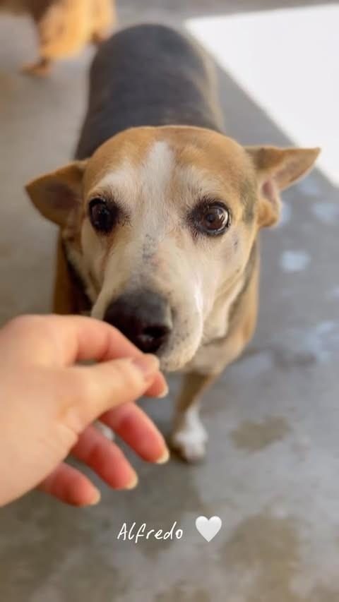 Alfredo, cachorro de porte médio para adoção em Farroupilha - RS