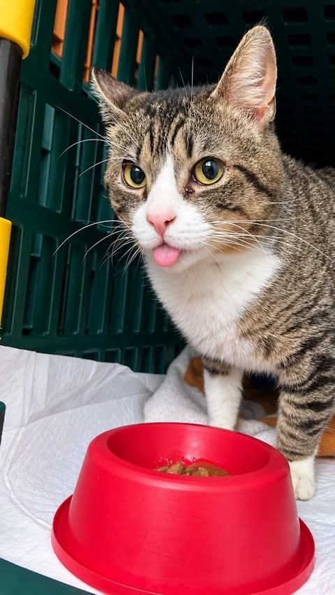 Adam, gato de porte médio para adoção em Farroupilha - RS