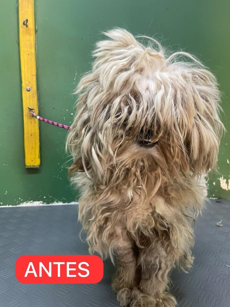 Buck, cachorro de porte pequeno para adoção em Farroupilha - RS