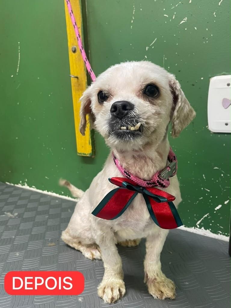 Buck, cachorro de porte pequeno para adoção em Farroupilha - RS — foto 2 de 2