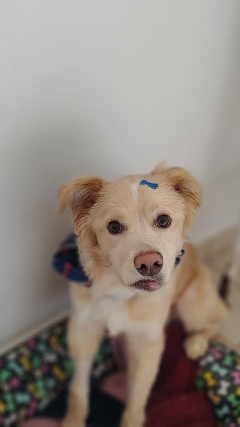 Nico, cachorro de porte médio para adoção em Farroupilha - RS