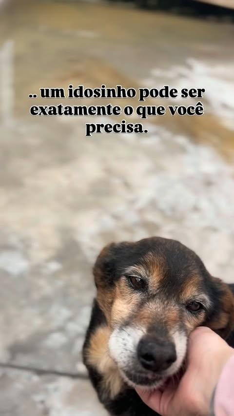 Medinho, cachorro de porte pequeno para adoção em Farroupilha - RS
