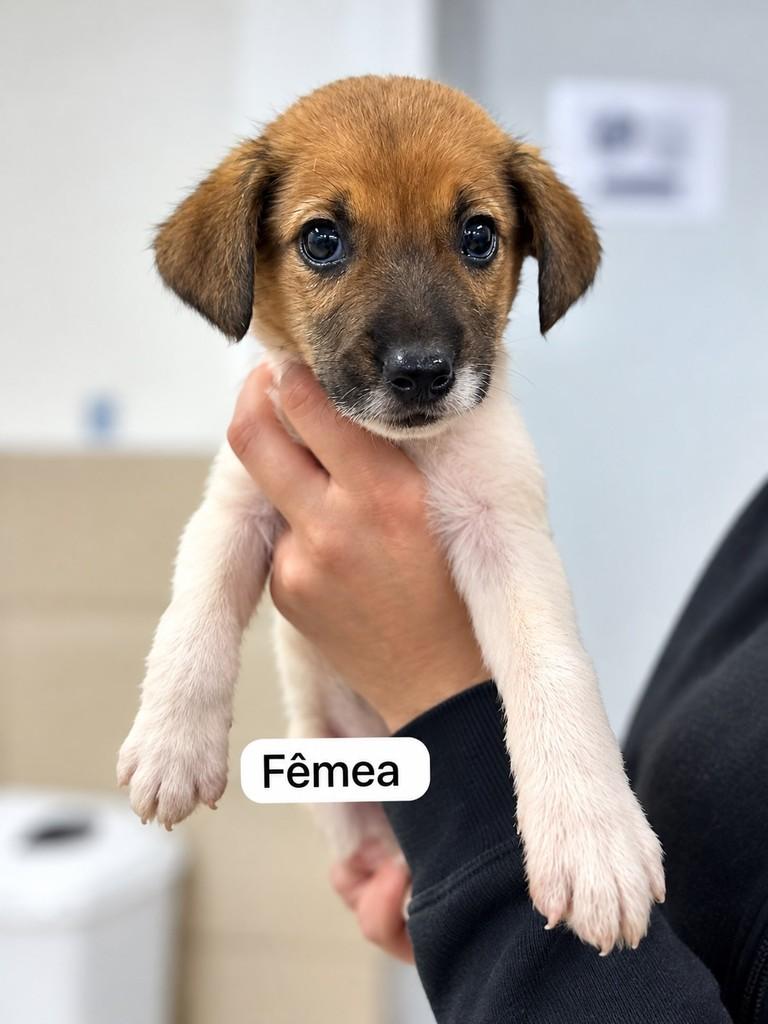 Pimenta, cadela de porte médio para adoção em Farroupilha - RS
