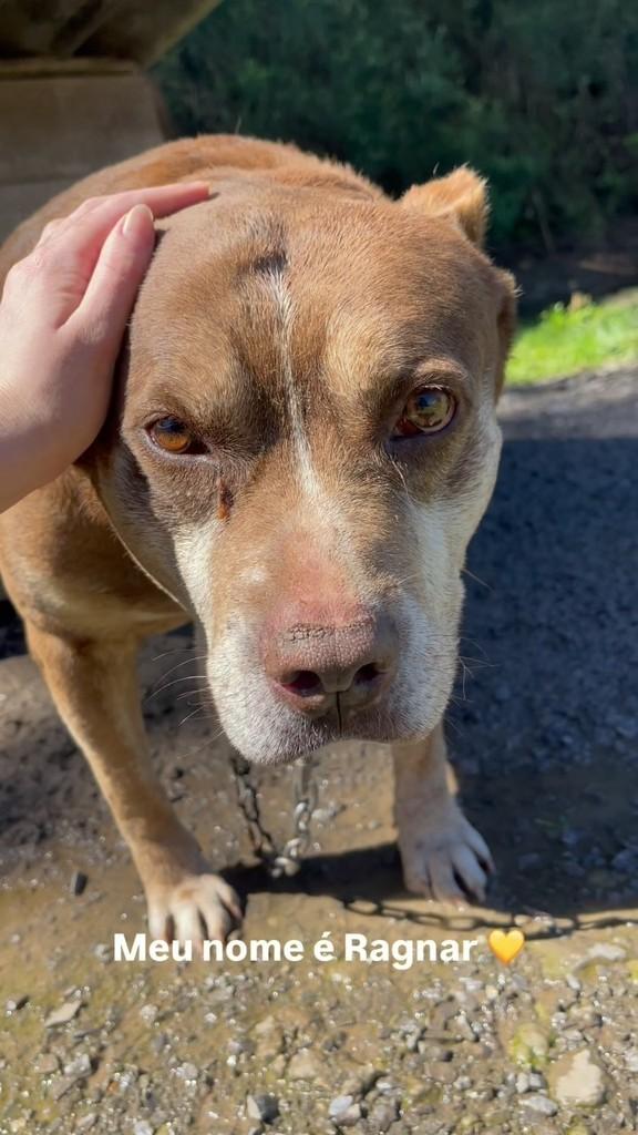 Ragnar, cachorro de porte grande para adoção em Farroupilha - RS