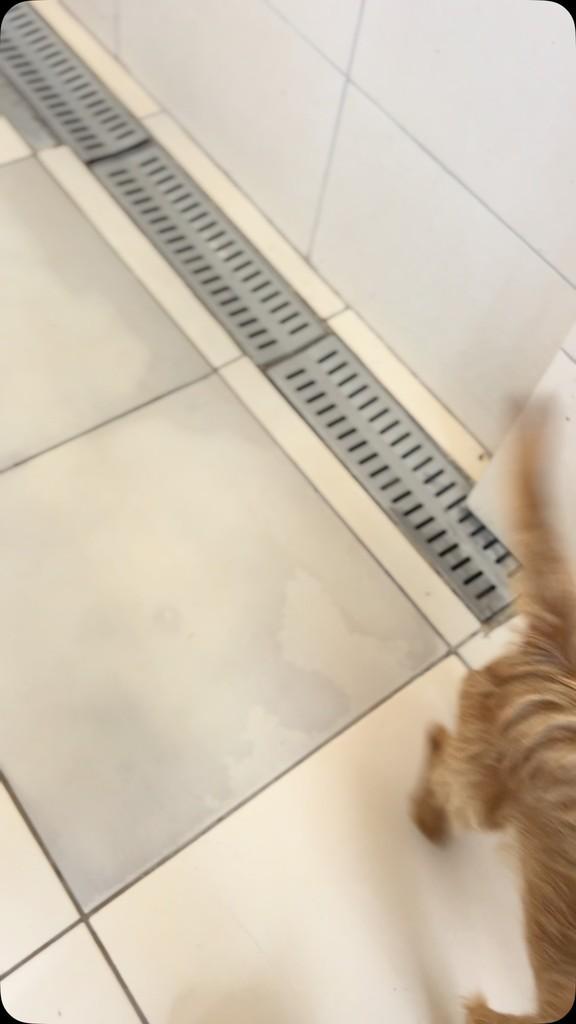 Manga, cachorro de porte pequeno para adoção em Farroupilha - RS