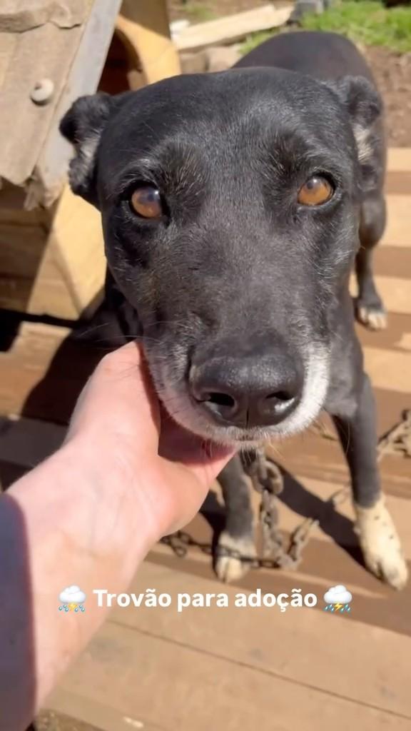 Trovão, cachorro de porte grande para adoção em Farroupilha - RS