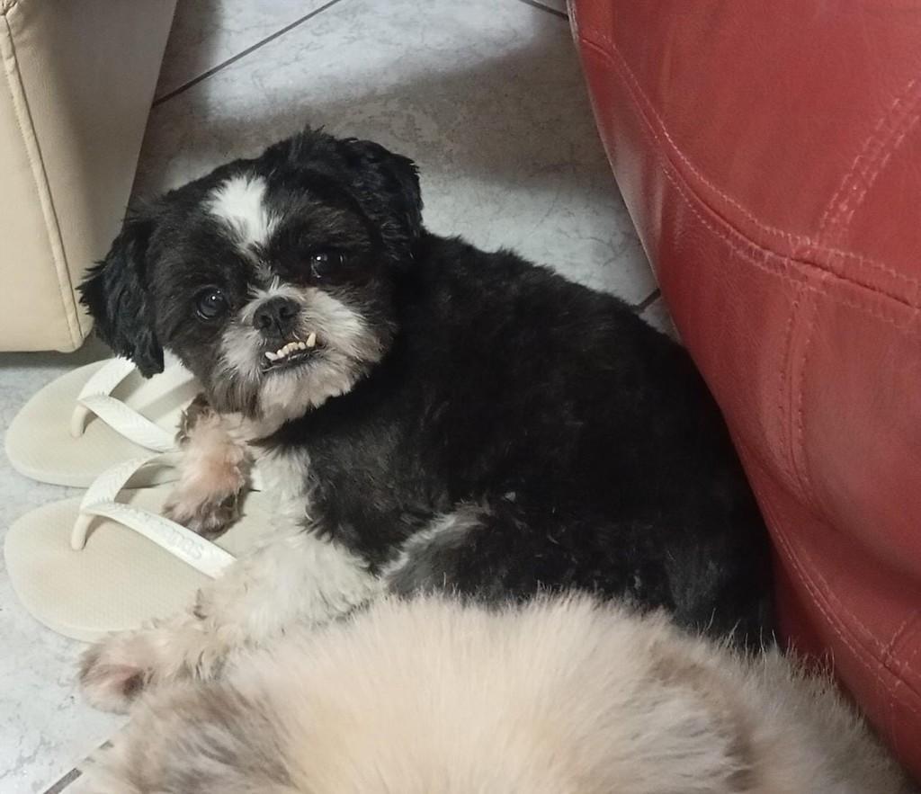 Billy, cachorro de porte pequeno para adoção em Guarulhos - SP