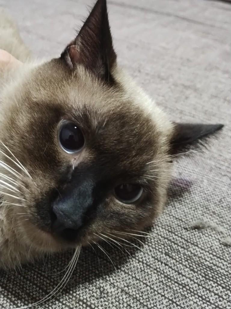 Paulinho, gato para adoção em Campo Grande - MS