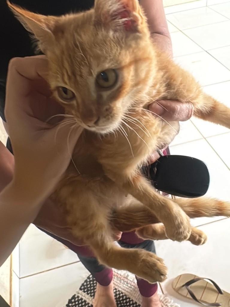 Laranja, gata de porte pequeno para adoção em Campo Grande - MS