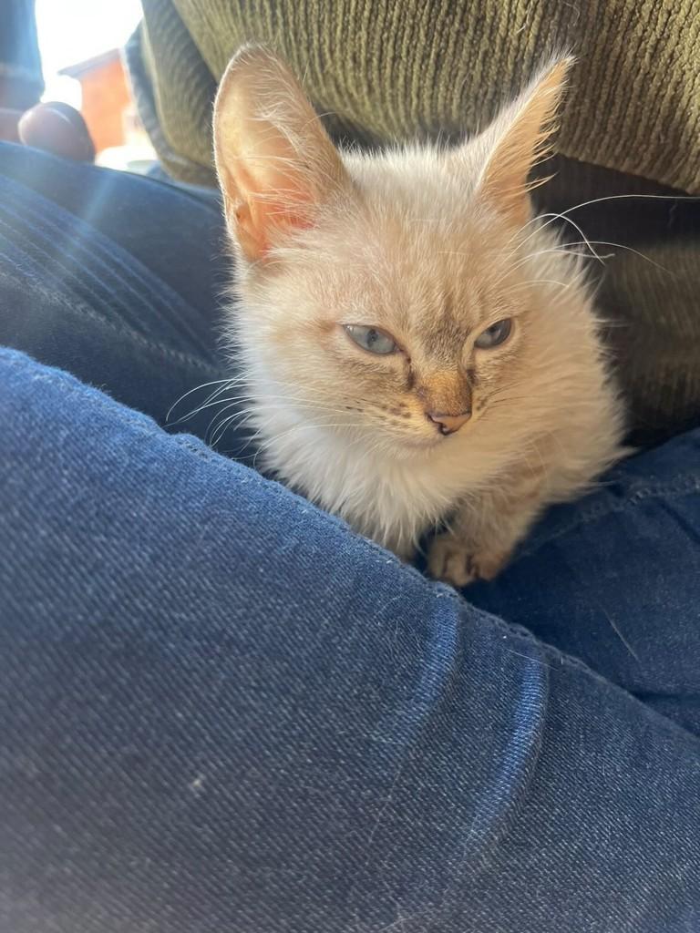 Anjinha, gato de porte pequeno para adoção em Campo Grande - MS