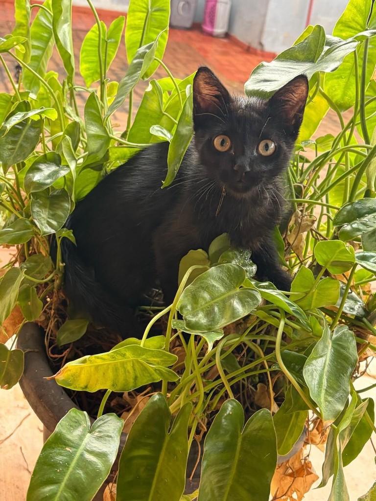 Menininho, gato de porte pequeno para adoção em Campo Grande - MS