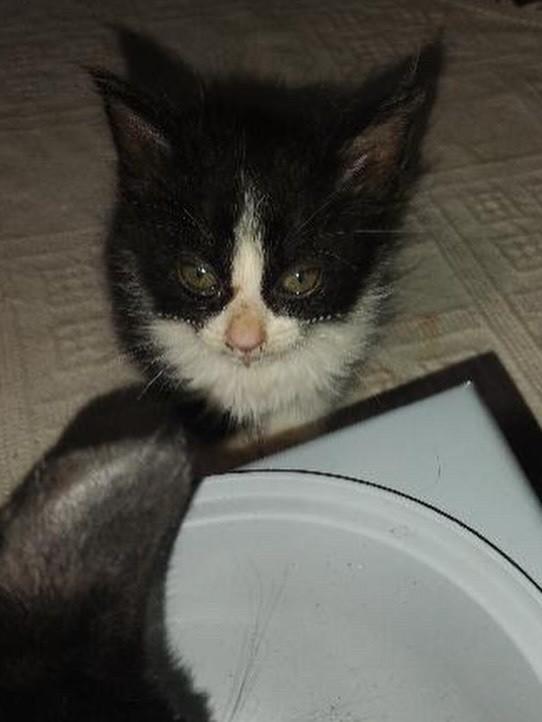 Urgente!, gato de porte pequeno para adoção em Campo Grande - MS