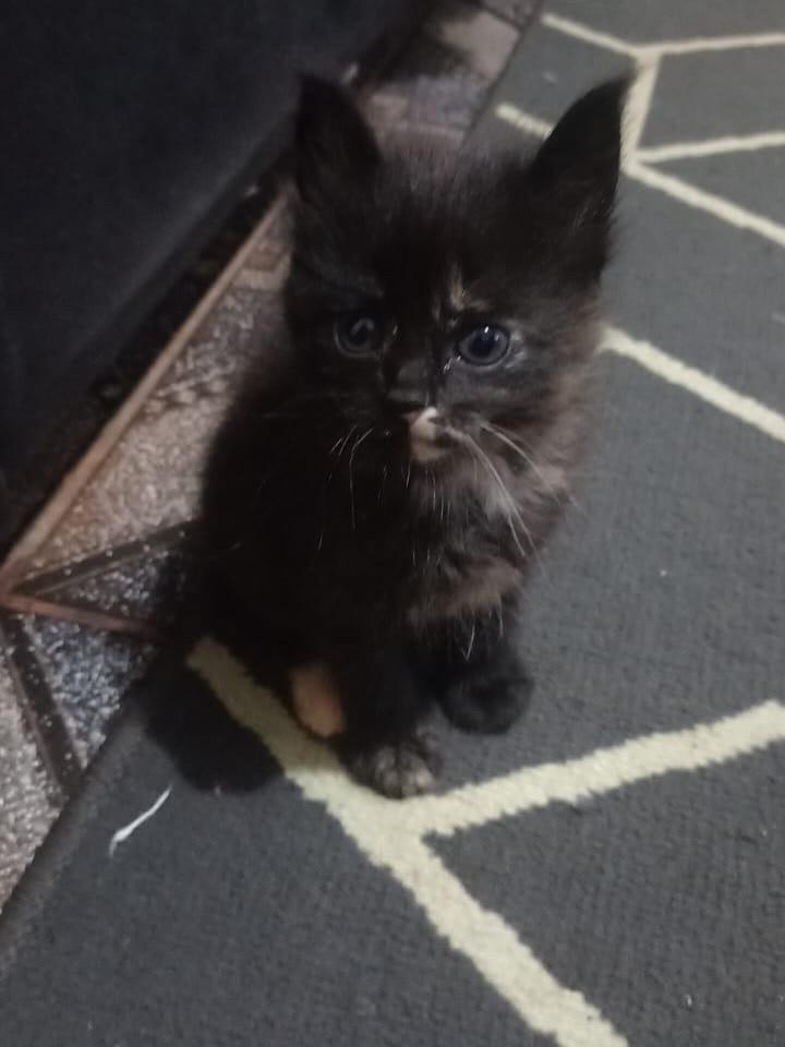 Mancinhas, gato de porte pequeno para adoção em Campo Grande - MS