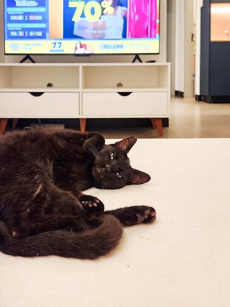 Oreo, gato de porte médio para adoção em Campo Grande - MS