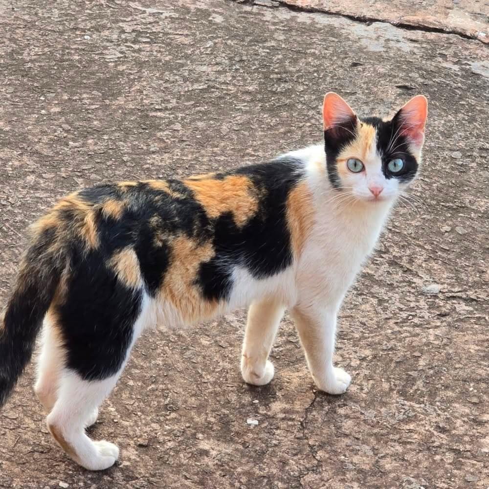 Juminha, gata de porte médio para adoção em Campo Grande - MS
