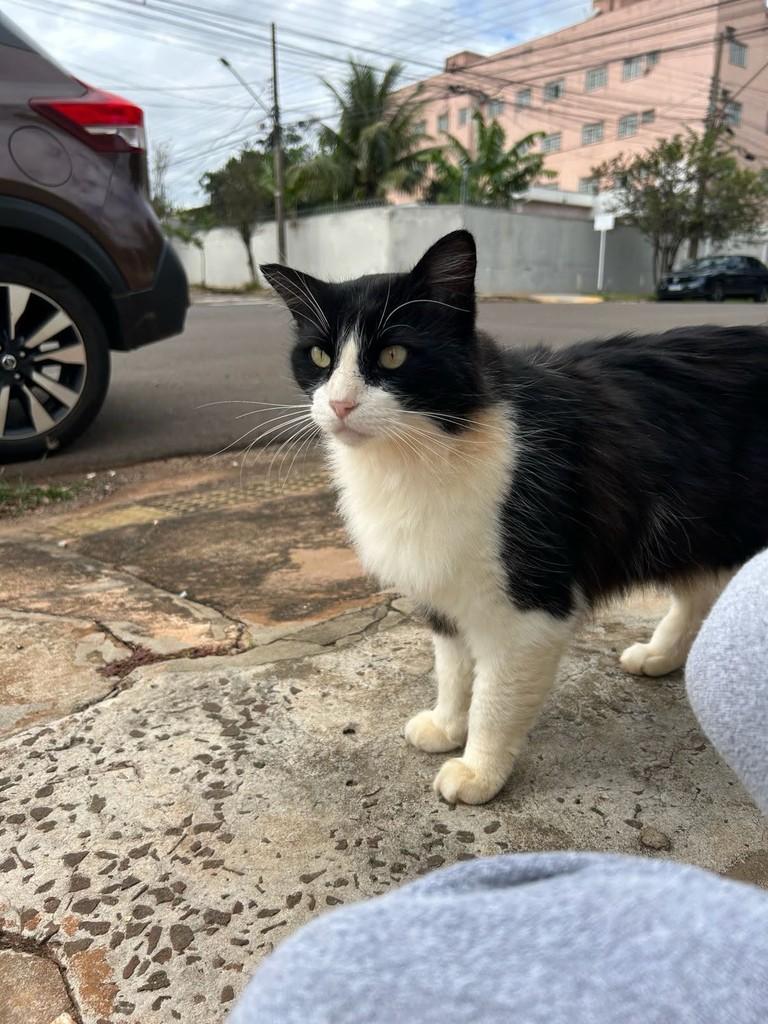 Gatão Lindo, gato de porte médio para adoção em Campo Grande - MS