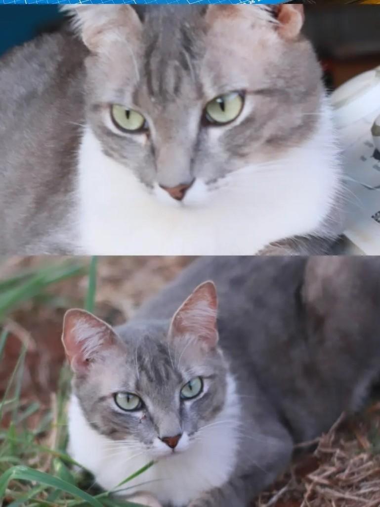 Antônio, gato de porte médio para adoção em Campo Grande - MS