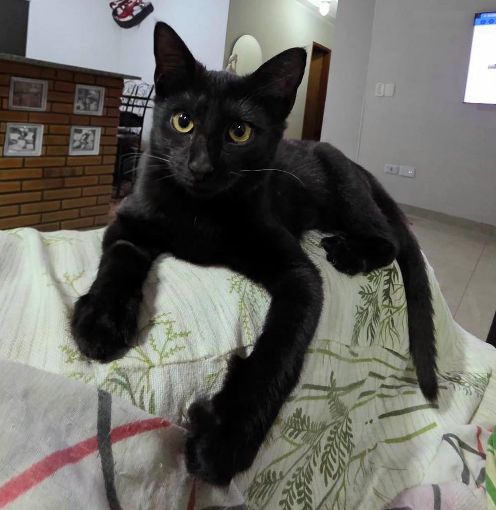 Lara, gata de porte pequeno para adoção em Campo Grande - MS