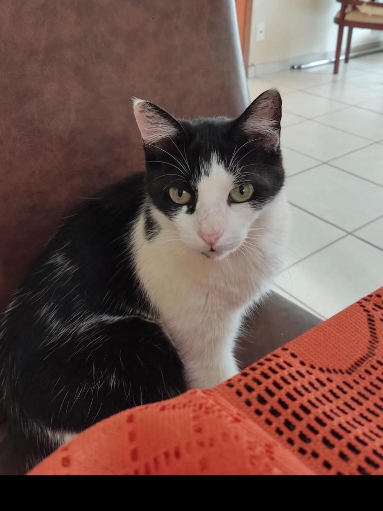 Thor, gato de porte médio para adoção em Campo Grande - MS