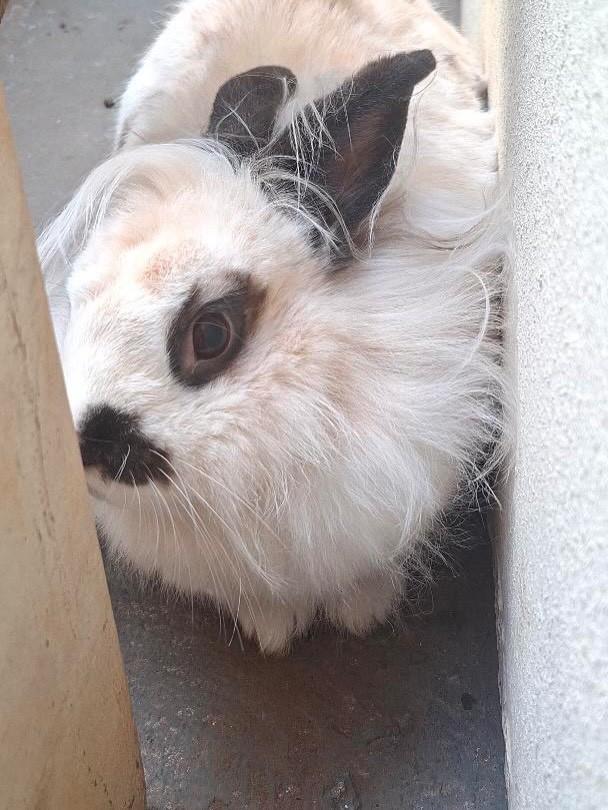 Cenourinha, gata de porte pequeno para adoção em Campo Grande - MS