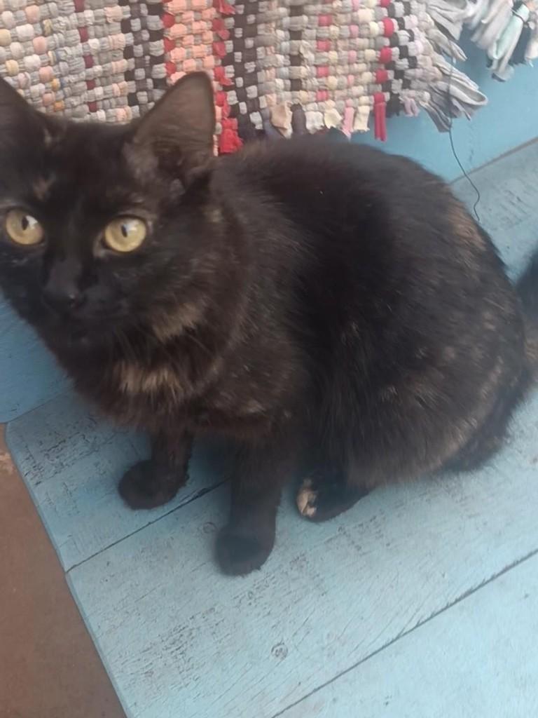 Leyla, gata de porte pequeno para adoção em Campo Grande - MS