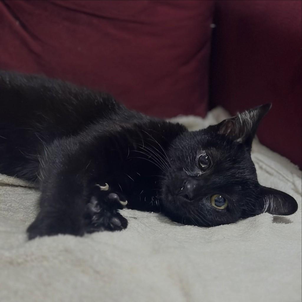 Sorte, gata de porte pequeno para adoção em Campo Grande - MS