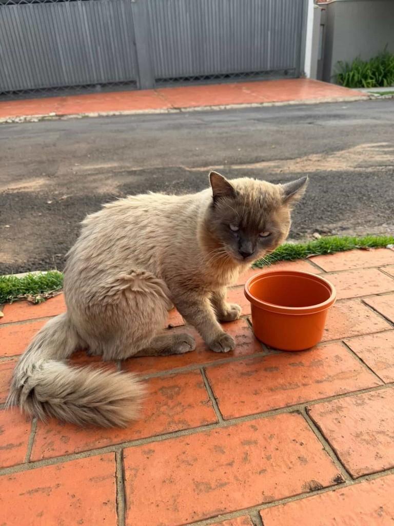 Gatinho(a), gato de porte médio para adoção em Campo Grande - MS